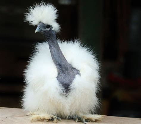 What Is A Showgirl Silkie Cluckin