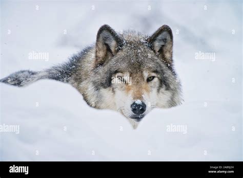 Grey Wolf Lying Down In The Snow Behind Some Snow Mounds Stock Photo