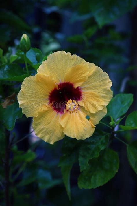 Yellow Hibiscus Flower With Green Leaves Background Stock Image Image