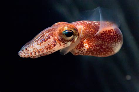 Glowing Bacteria Control Squid Hosts National Geographic