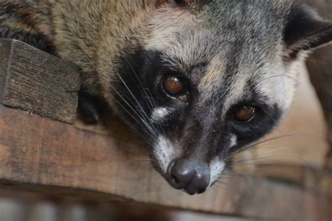 The Civet Cat An Endangered Species That Lives In The Rain Forest