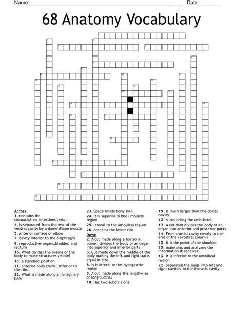 Anatomy Crossword Puzzles With Answers
