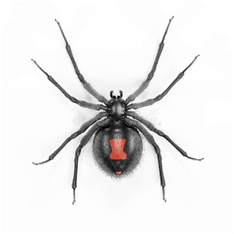 3d Render Of Black Widow Spider Stock Illustration Illustration Of