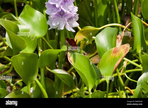 Red Dragonfly Neurothemis Ramburii Sitting On A Common Water Hyacinth