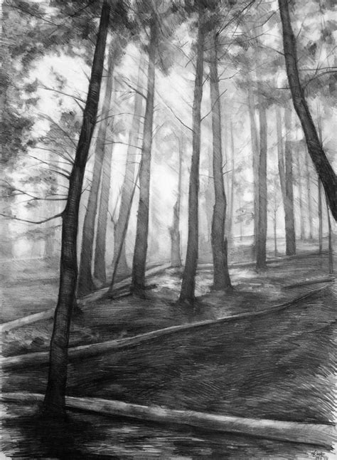 Dark Forest Original Drawing By Katarzyna Kmiecik Pencil Sketch
