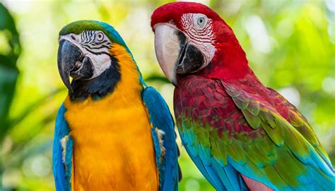 Fun True Parrot Facts For Kids Kidadl