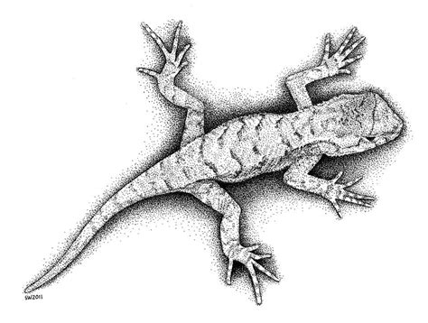Lizard Drawing By Scott Woyak Fine Art America
