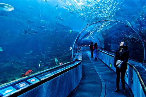 Aquarium Of The Bay Smarttravelers
