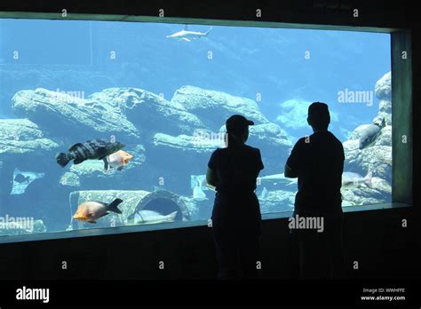 Sea World Aquarium Durban South Africa Stock Photo Alamy