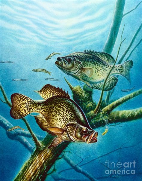 Crappie And Root Painting By Jq Licensing Fine Art America