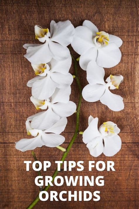 Complete Guide To Growing And Caring For Phalaenopsis Orchids Indoors