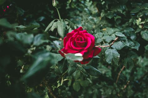 Black River Retreat — Buy Her A Rose Bush