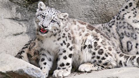 Gorgeous Snow Leopard Wild Animals Wallpaper Download 5120x2880