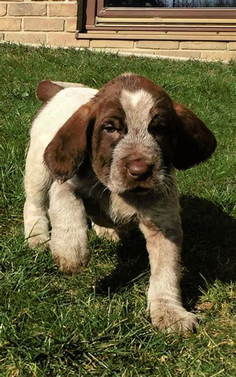 Spinone Italiano Puppies Puppies For Sale
