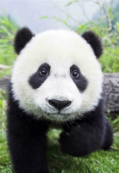Adorable Baby Panda Glossy Poster Picture Photo China Bear Bamboo Decor