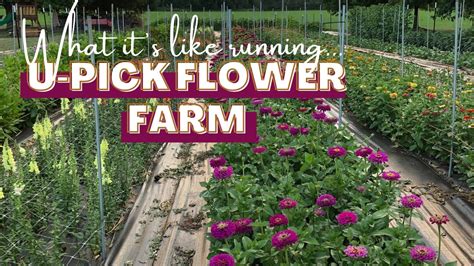 What Its Like Operating As A U Pick Flower Farm How We Host You Pick