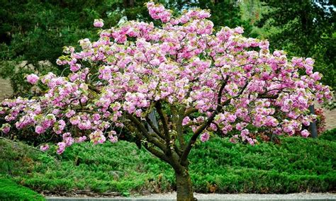 It belongs to the same tree family as the cherry, plum, peach, and apricot. Prunus Triloba Cherry-Almond Tree | Groupon Goods