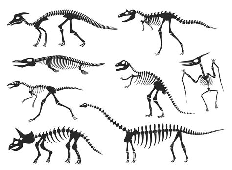 Premium Vector Dinosaurs Skeleton Silhouette Diplodocus