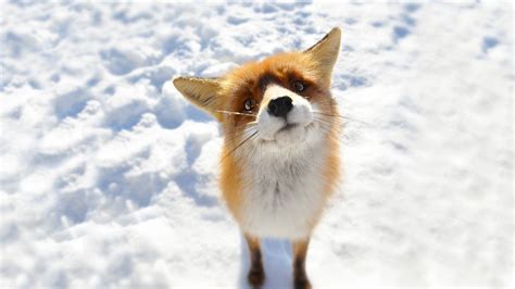 Anime Snow Fox Animals Wallpapers Hd Desktop And