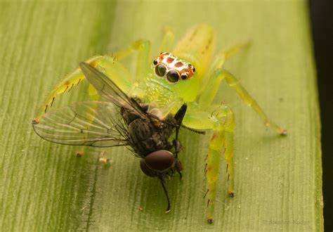 Young Green Jumping Spider With Prey Mopsus Mormon Stephen Mudge