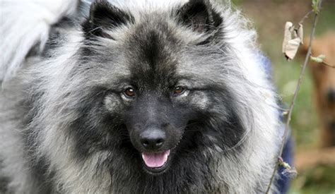 top  fluffy dog breeds dog notebook