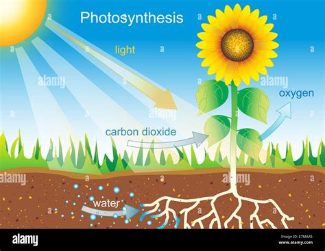 Photosynthesis Hi Res Stock Photography And Images Alamy