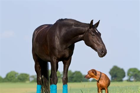 Black Beauty Warmblood Stock By Luda Stock On Deviantart