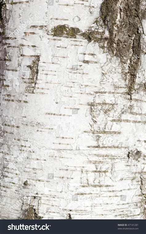 Closeup Birch Tree Bark Texture Peeling Stock Photo 47141281 Shutterstock