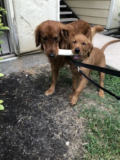 These golden retrievers are available for adoption in austin, texas. Evan Washburn, Golden Retriever Stud in Austin, Texas