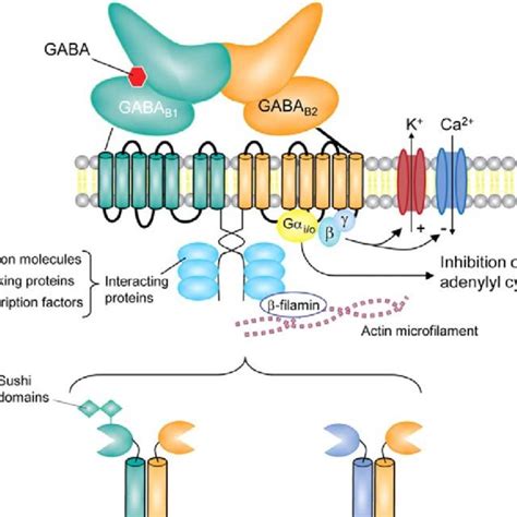 schematic diagram of a gaba a receptor composition structure and download scientific diagram