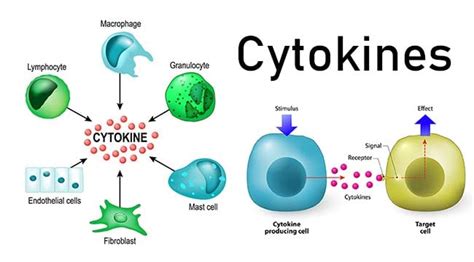 Cytokines Mechanism Of Action And Functions
