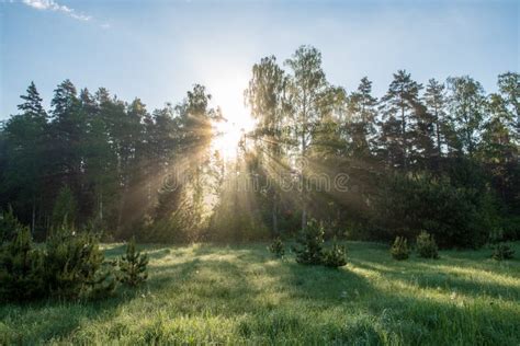 Natural Sun Light Rays Shining Through Tree Branches In Summer Morning