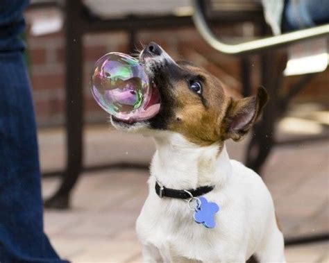 I Can Blow Bubbles Cute Animals Animals Animal Pictures