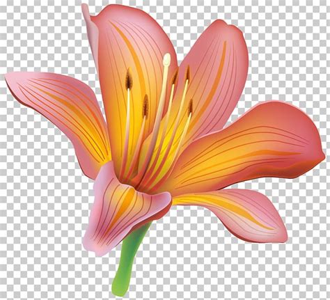 Tiger Lily Easter Lily Lilium Bulbiferum Flower PNG Clipart Arumlily