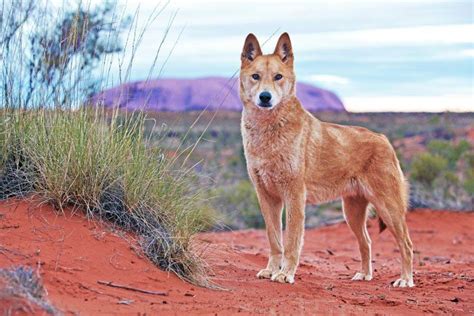 David Darcy Image Of A Wild Dog At Uluru Australian Animals Animals