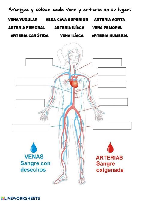 El Aparato Circulatorio Ficha Interactiva Y Descargable Puedes Hacer