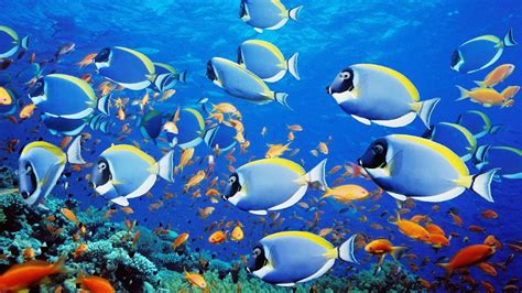 Beautiful Under The Sea Amazing Views Of Nature Under The Sea Fish
