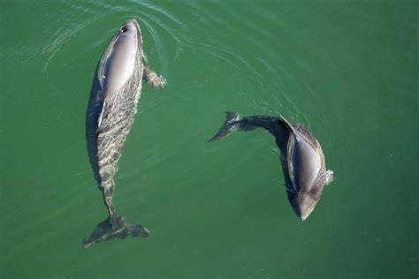 Baltic Sea Mine Blasting In The Marine Reserve Kills Porpoises