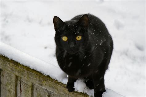 1920x1200 Wallpaper Black Fur Cat Peakpx