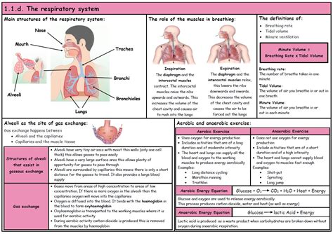 Gcse Pe Ocr 9 1 Respiratory System Component 01 Knowledge