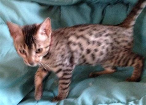 Pedigree Brown Spotted Bengal Kitten For Sale Adoption From Victoria