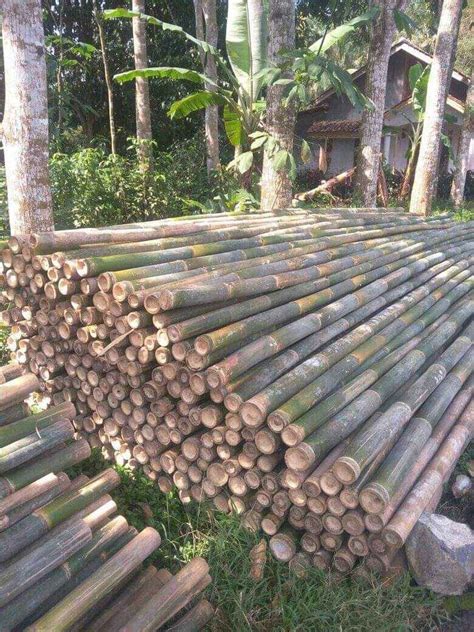 Bambu Apus Steger Material Crucuk Lazada Indonesia