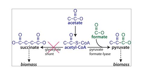 Pyruvate Formate Lyase Enables Efficient Growth Of Escherichia Coli On Acetate And Formate