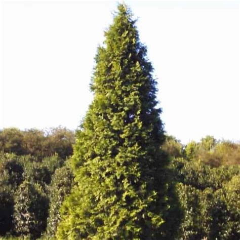 Virginian™ Western Arborvitae Cedar Grown By Overdevest