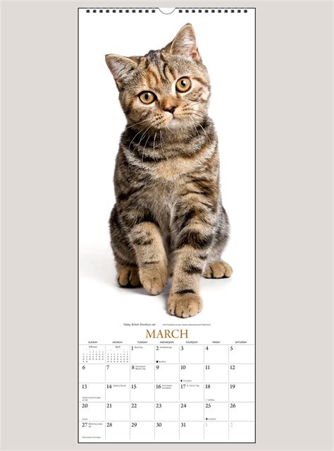 2022 Cats 9 X 22 Vertical Wall Calendar Shop The Gladstone Media