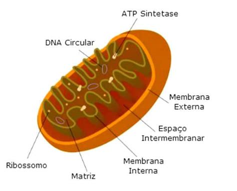 Mitocondrias Estructura Función E Importancia Definiciones Y Conceptos