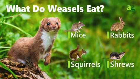 What Do Weasels Eat 12 Foods They Prefer Az Animals