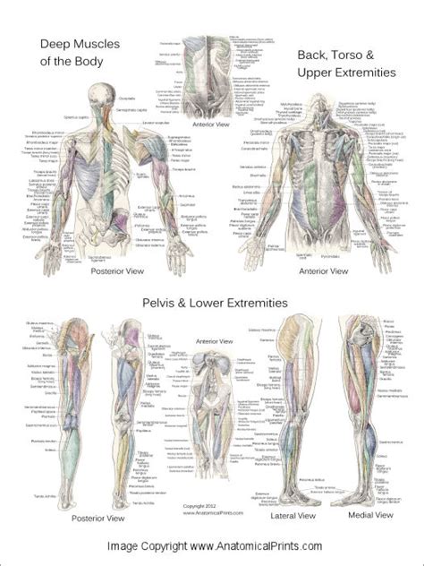 Deep And Superficial Muscle Anatomy Posters