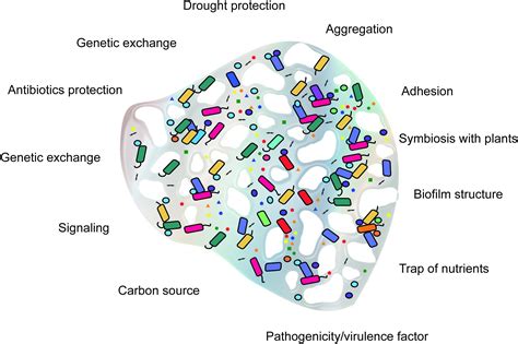 Frontiers Microbial Extracellular Polymeric Substances Ecological