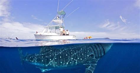 Whale Shark Under Yacht Mexico Imgur